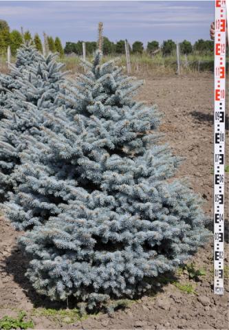 Picea pungens 'Glauca Globosa' terminal